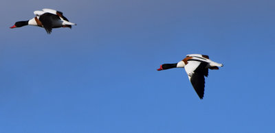 Gravand (Tadorna tadorna)