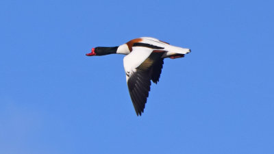 Gravand (Tadorna tadorna)