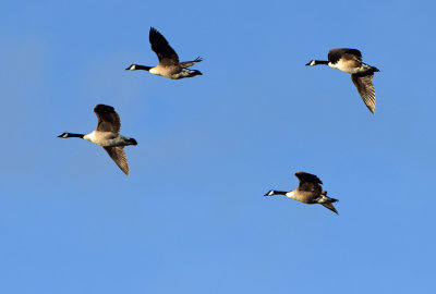 Kanadags (Branta canadensis) 