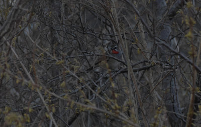 Rubinnktergal (Calliope calliope)