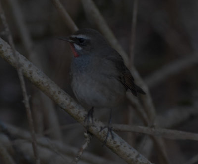 Rubinnktergal (Calliope calliope)