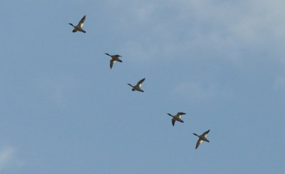 Storskrake (Mergus merganser)