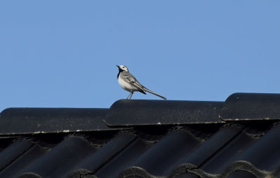 Sädesärla (Motacilla alba)