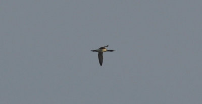 Storlom (Gavia arctica)
