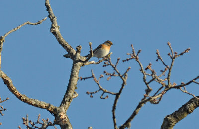 Bergfink (Fringilla montifringilla)