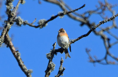 Bergfink (Fringilla montifringilla)