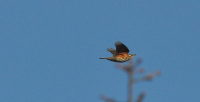 Rdvingetrast (Turdus iliacus)
