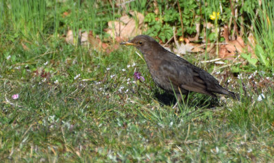 Koltrast (Turdus merula)