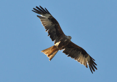 Rd glada (Milvus milvus)