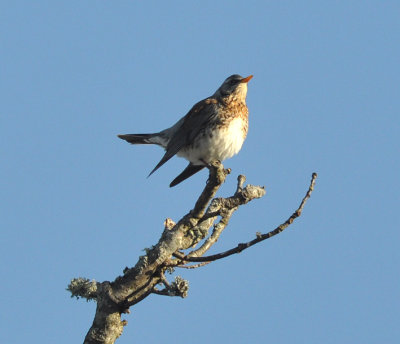 Bjrktrast (Turdus pilaris)