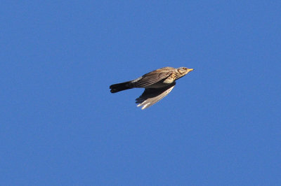 Bjrktrast (Turdus pilaris)