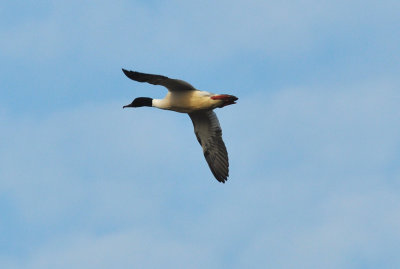 Storskrake (Mergus merganser)