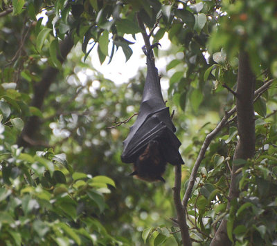 Flying fox (P. vampyrus)