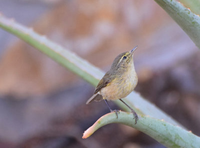 Kanariegransngare (Phylloscopus canariensis)