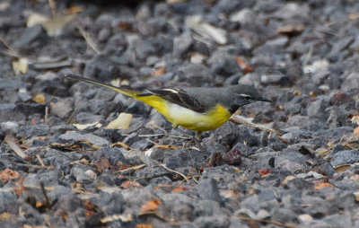 Forsrla (Motacilla cinerea)