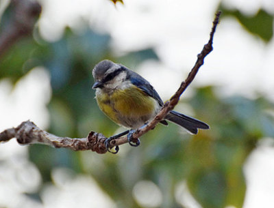 Koboltmes (Cyanistes teneriffae)