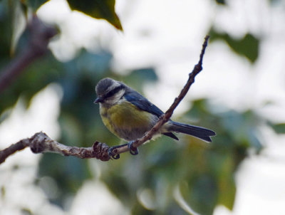 Koboltmes (Cyanistes teneriffae)