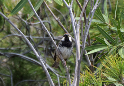 Spansk sparv (Passer hispaniolensis)