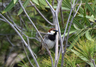 Spansk sparv (Passer hispaniolensis)