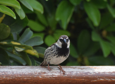 Spansk sparv (Passer hispaniolensis)