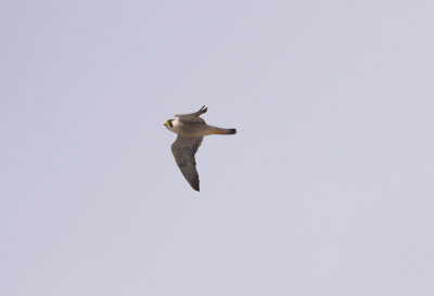 Berberfalk (Falco pelegrinoides)