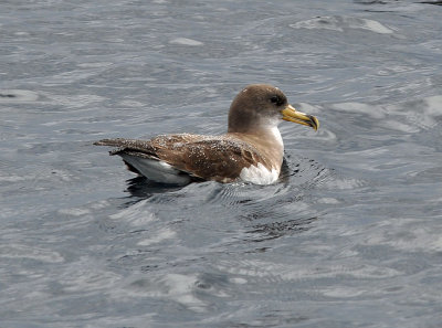 Scopolilira (Calonectris diomedea)