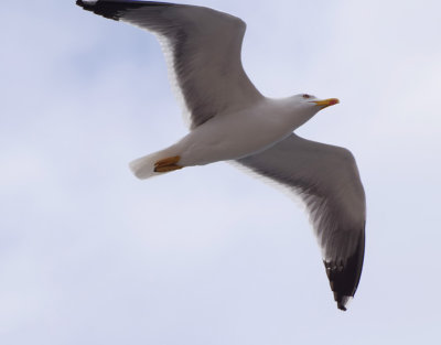 Medelhavstrut (Larus michahellis)