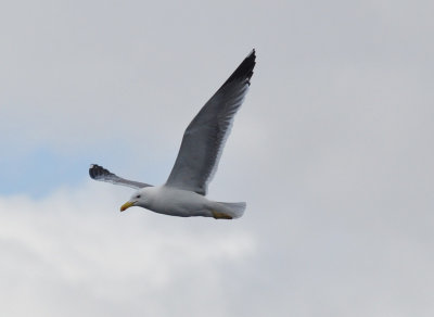 Medelhavstrut (Larus michahellis)