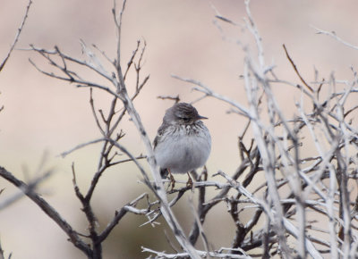 Kanariepiplrka (Anthus berthelotii)