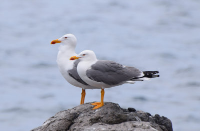 Medelhavstrut (Larus michahellis)