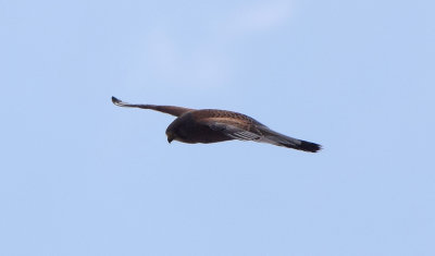 Tornfalk (Falco tinnunculus)