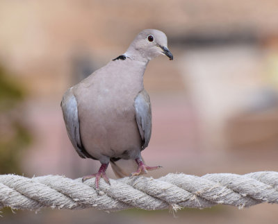 Turkduva (Streptopelia decaocto)