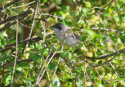 Ärtsångare (Curruca curruca)