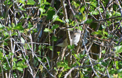 Ärtsångare (Curruca curruca)