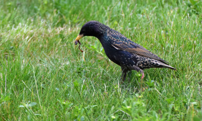 Stare (Sturnus vulgaris)
