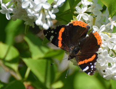 Amiral (Vanessa atalanta)