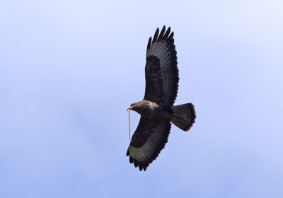 Ormvrk (Buteo buteo)
