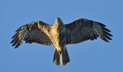 Ormvrk (Buteo buteo)