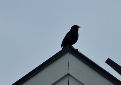 Koltrast (Turdus merula)