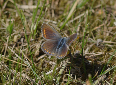 Puktrneblvinge (Polyommatus icarus)