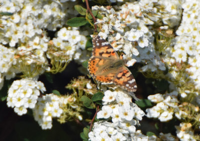 Tistelfjril (Vanessa cardui)