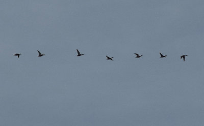 Gräsand (Anas platyrhynchos)