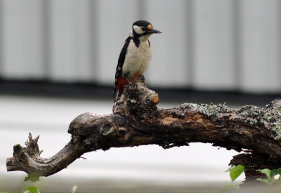 Större hackspett (Dendrocopos major)