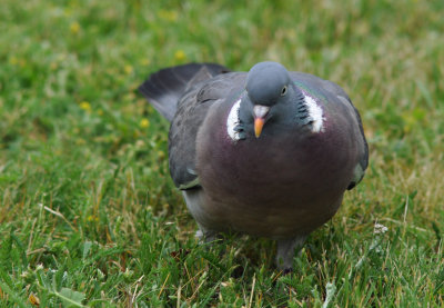 Ringduva (Columba palumbus)g