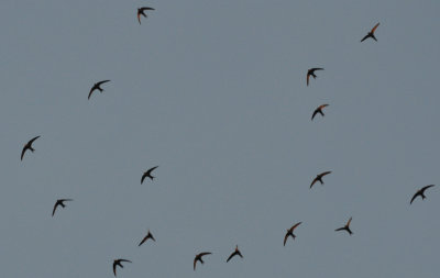 Tornseglare (Apus apus)
