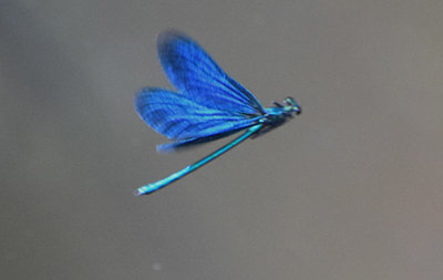 Blå jungfruslända (Calopteryx virgo)