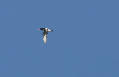 Strandskata (Haematopus ostralegus)