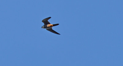 Lärkfalk (Falco subbuteo)