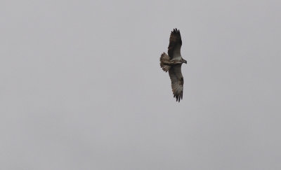 Fiskgjuse (Pandion haliaetus)