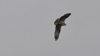 Fiskgjuse (Pandion haliaetus)